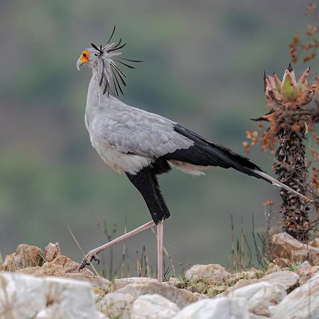 Valley Lodge - Babanango Game Reserve Νταντί Εξωτερικό φωτογραφία