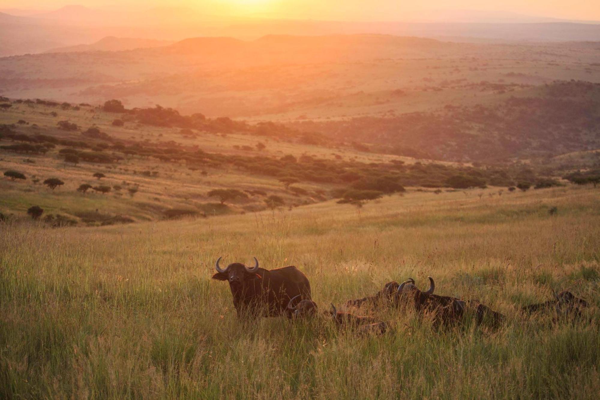 Valley Lodge - Babanango Game Reserve Νταντί Εξωτερικό φωτογραφία