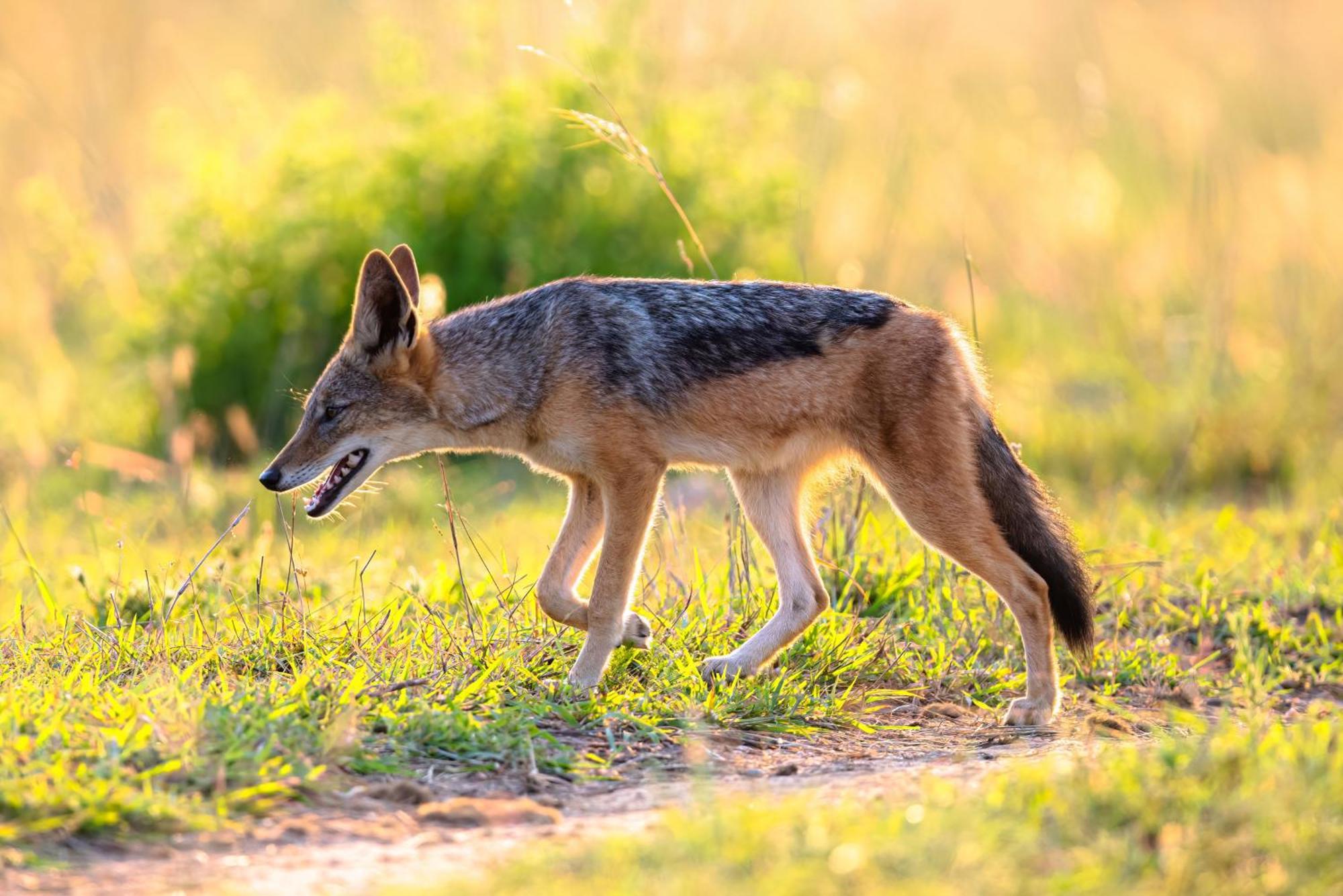 Valley Lodge - Babanango Game Reserve Νταντί Εξωτερικό φωτογραφία