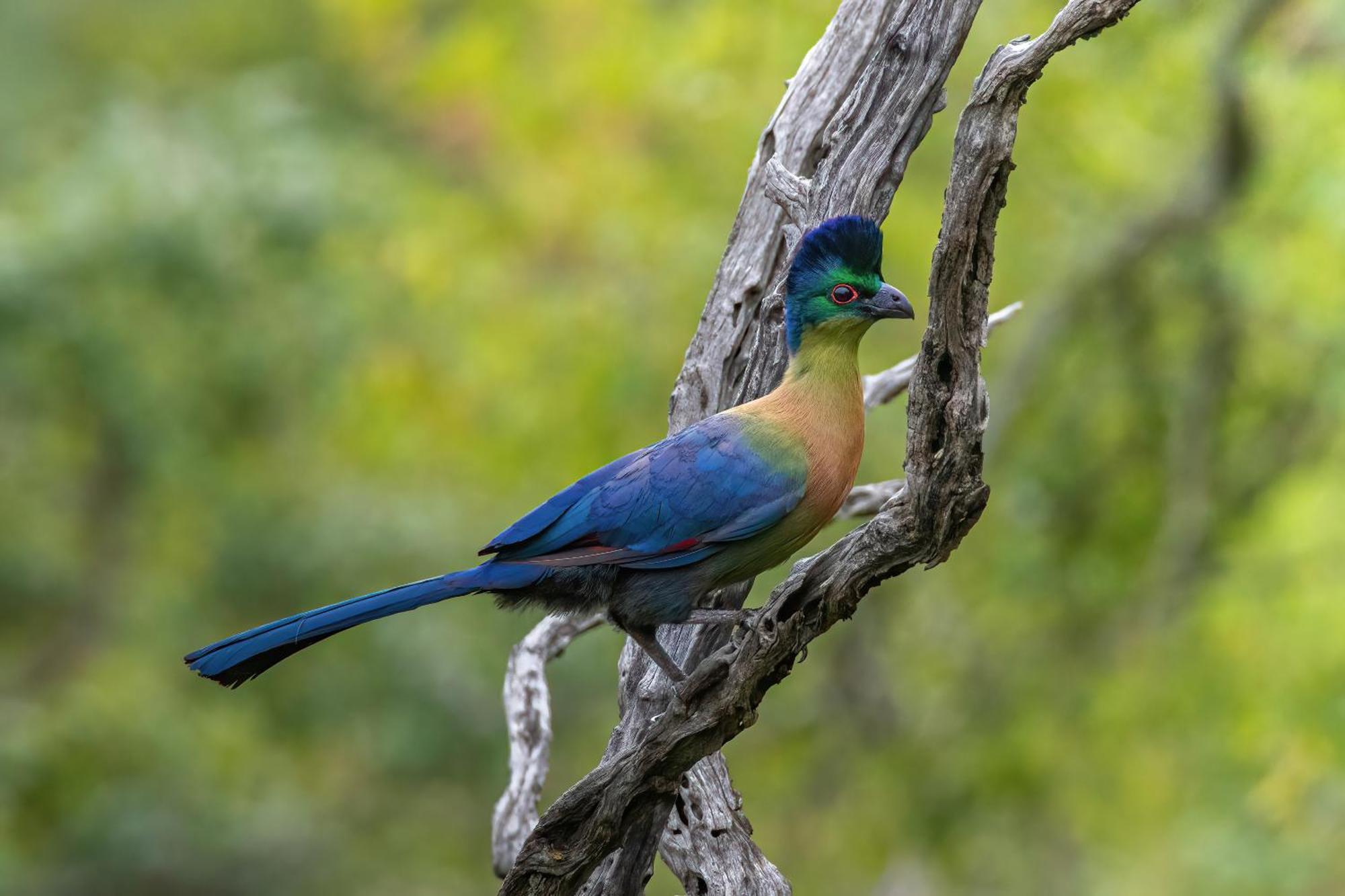 Valley Lodge - Babanango Game Reserve Νταντί Εξωτερικό φωτογραφία